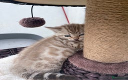 Bengal cats for sale: 3 Pure Bengals left  - Image 25