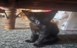 British Shorthair cats for sale: 3 black cats - Image 5