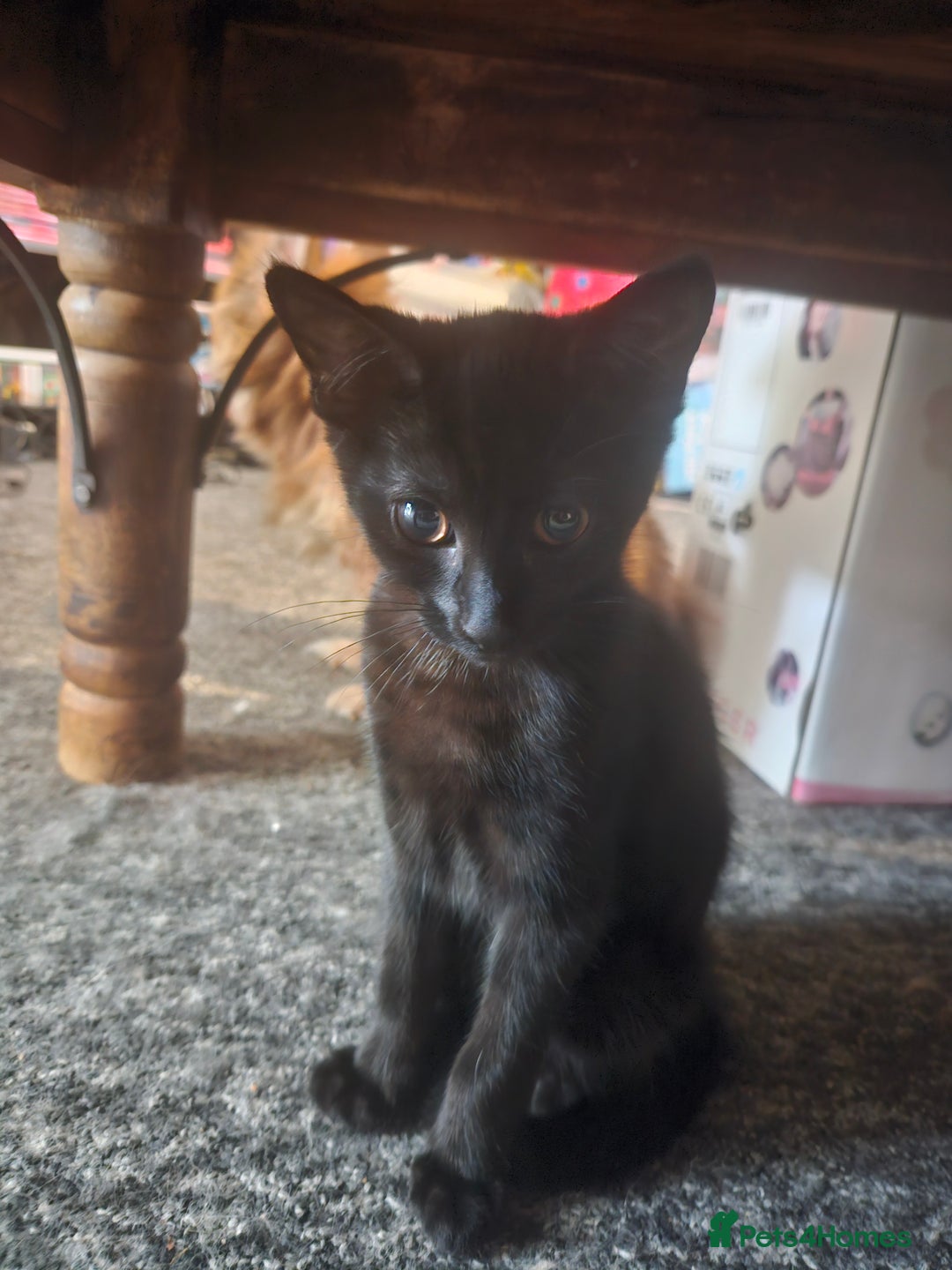 British Shorthair cats for sale: 3 black cats - Image 5