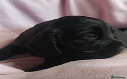 Cocker Spaniel dogs for sale: Adorable Cocker Spaniels  - Image 3