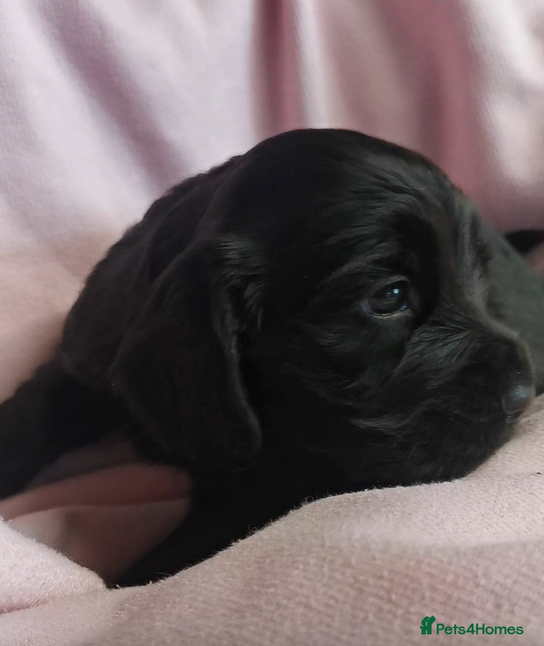 Cocker Spaniel dogs for sale: Adorable Cocker Spaniels  - Image 3
