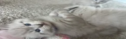 Mixed Breed cats for sale: Ragdoll Siberian Neva Masquerade Kittens - Advert 36