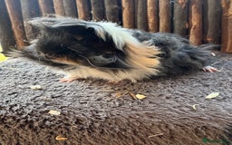 Guinea Pig rodents for sale: Baby Guinea Pigs - Image 4