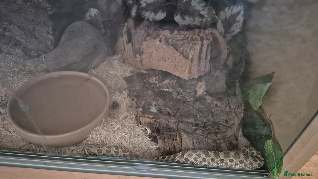 Snake reptiles for sale: Male western hognose snake in London - Advert 2