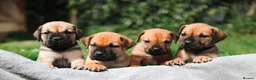 Boerboel dogs for sale: Waitlist now open - due early October in Horsham - Advert 13