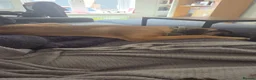 Mixed Breed dogs for sale: Heartbreaking need to rehome beloved dog - Advert 7