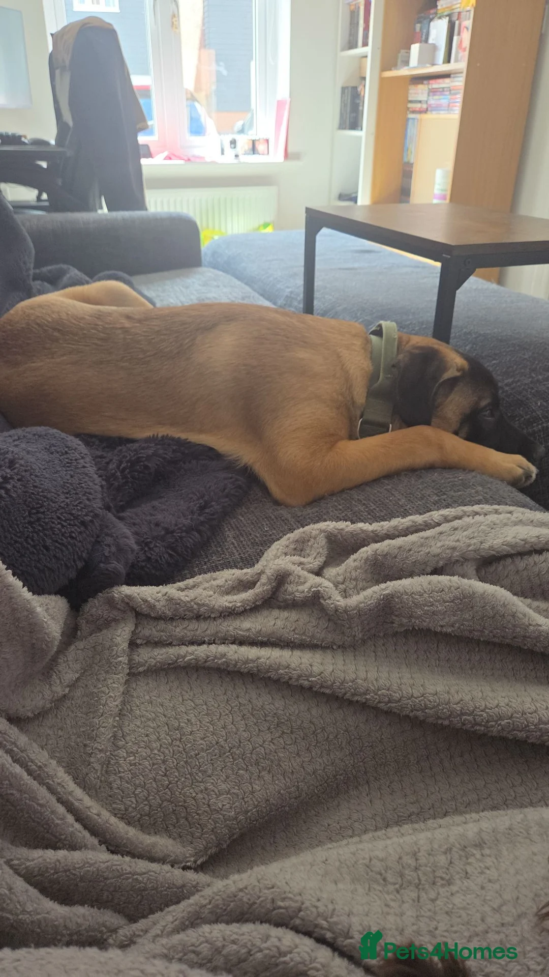 Mixed Breed dogs for sale: Heartbreaking need to rehome beloved dog - Advert 7