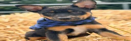 Mixed Breed dogs for sale: 3 x KELPIE X PUPS - BITCHES - Advert 9