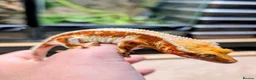 Gecko reptiles for sale: Gargoyles/cresties for sale - breeding sizes  - Advert 3