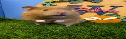 Hamster rodents for sale: Syrian Hamster Female Girl Well Handled Pediigree - Advert 1