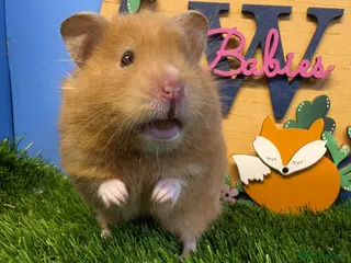 Hamster rodents for sale: Syrian Hamster Female Girl Well Handled Pediigree - Advert 3