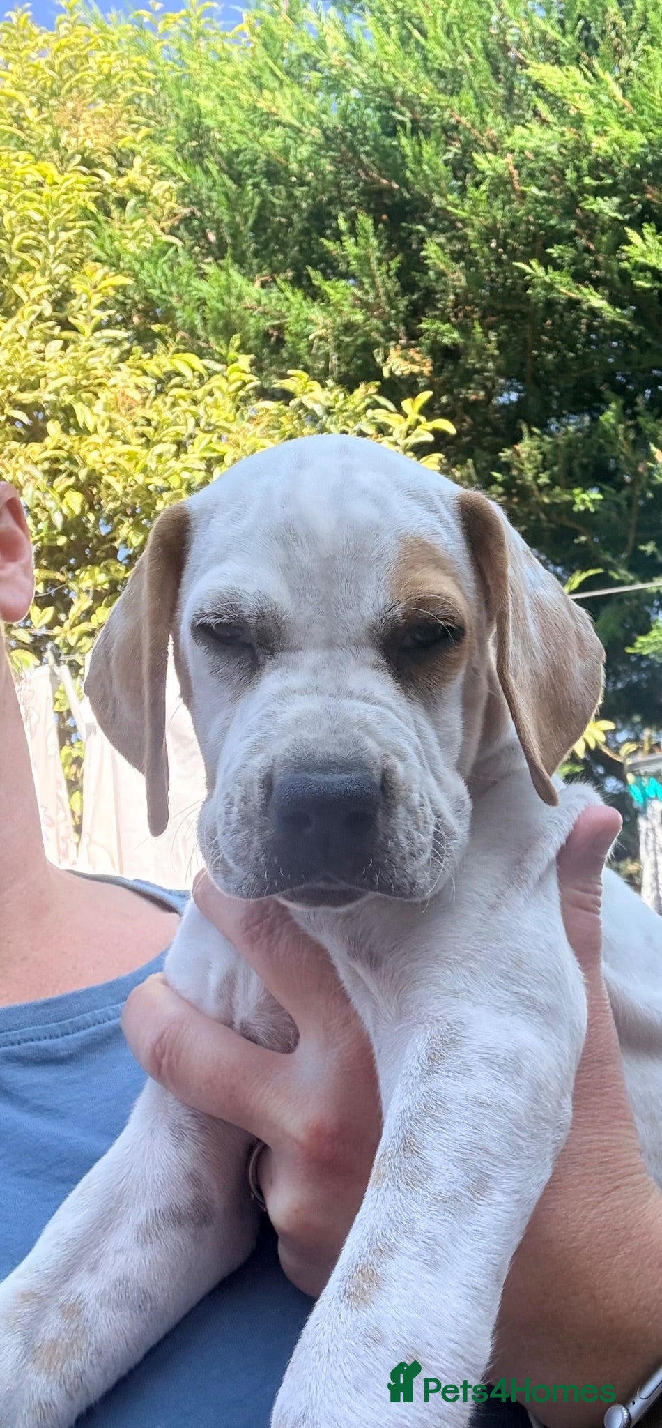 Pointer dogs Last gorgeous little boy looking for his new home - Advert 2