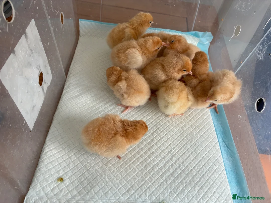 Chickens poultry for sale: Buff Orpington Chicks - Advert 1