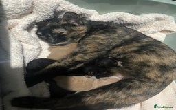 British Shorthair cats for sale: Gorgeous British Shorthair Babies full Flea & Worm - Image 14