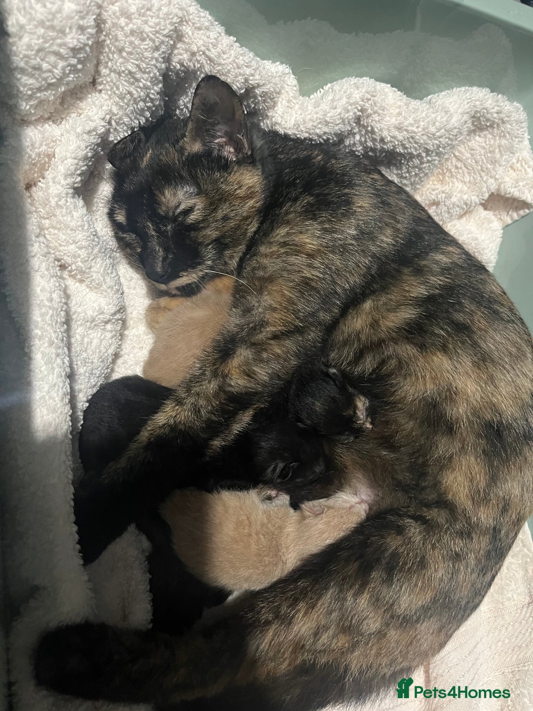 British Shorthair cats for sale: Gorgeous British Shorthair Babies full Flea & Worm - Image 14