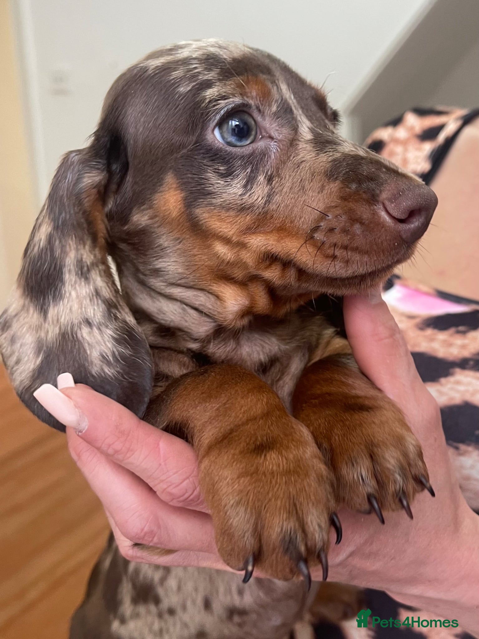 Miniature Dachshund dogs Miniature Dachund puppies - Advert 3