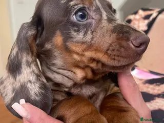 Miniature Dachshund dogs Miniature Dachund puppies - Advert 8