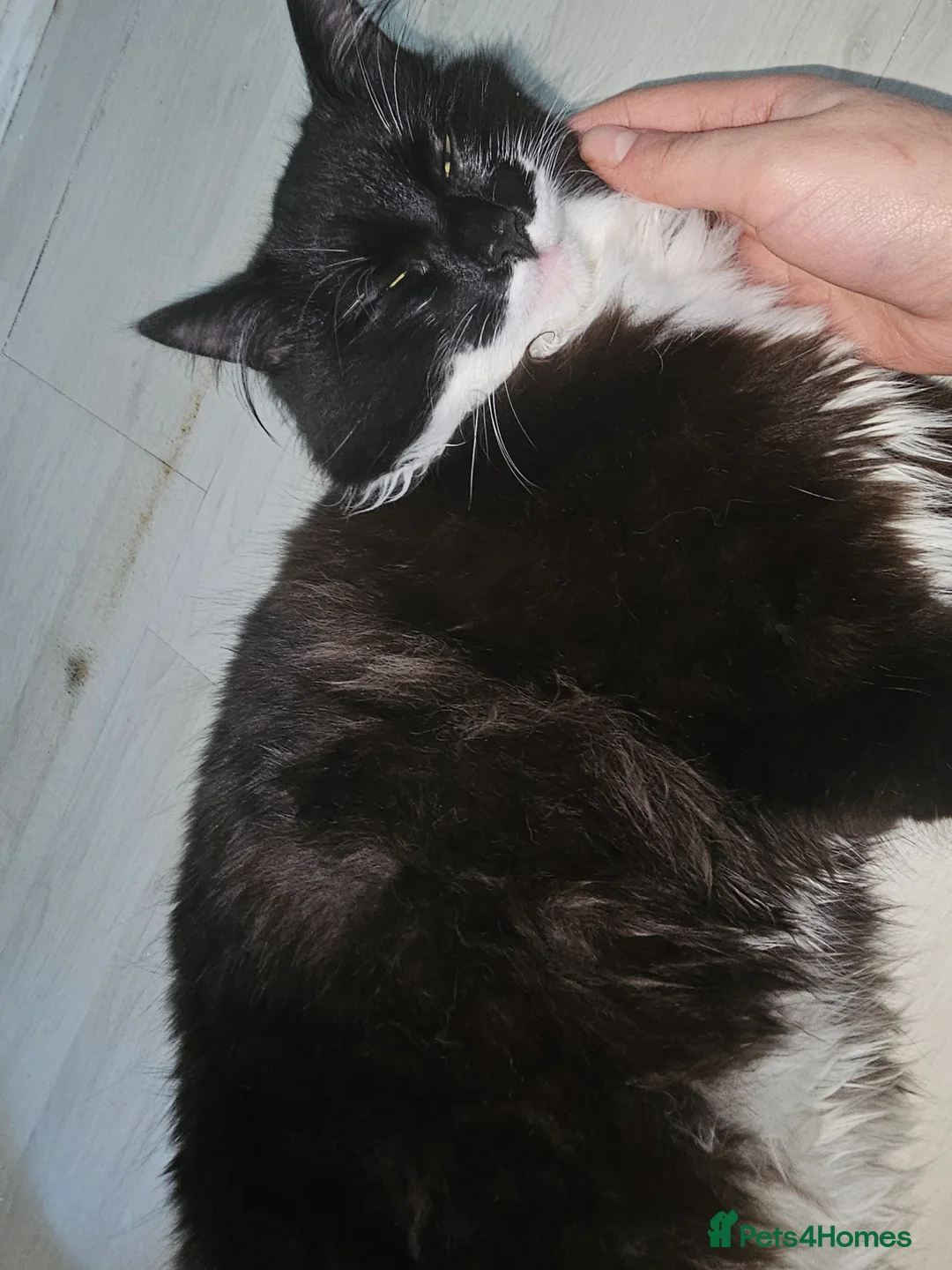 British Longhair cats for sale: 6 month old domestic long hair tuxedo kitten in Liverpool - Advert 3