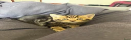 Mixed Breed cats for sale: Gorgeous kitten looking for a new loving home in Kirkcaldy - Advert 8