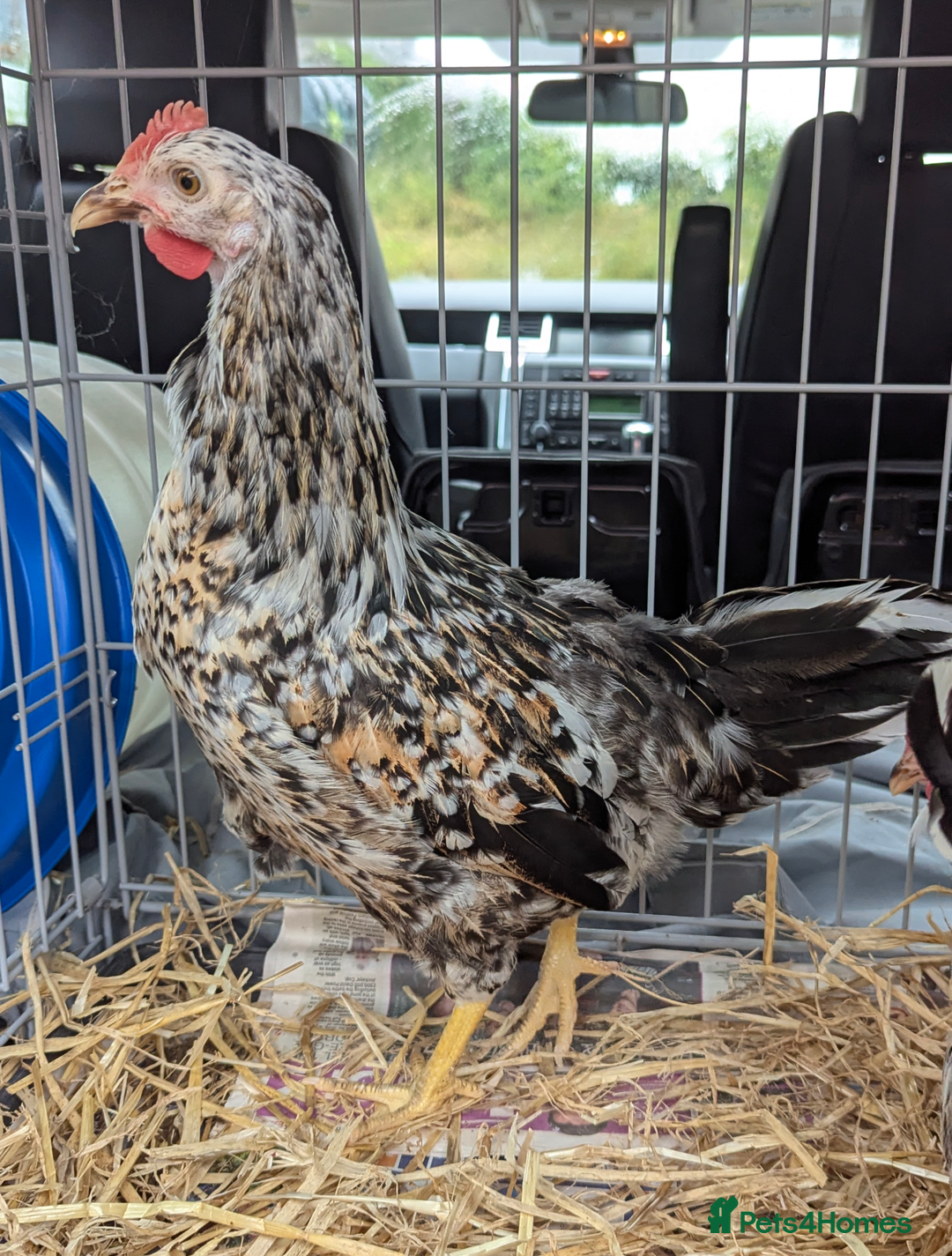 Chickens poultry for sale: Rare Gorgeous Purebred Swedish Flower Hen  POL - Image 1