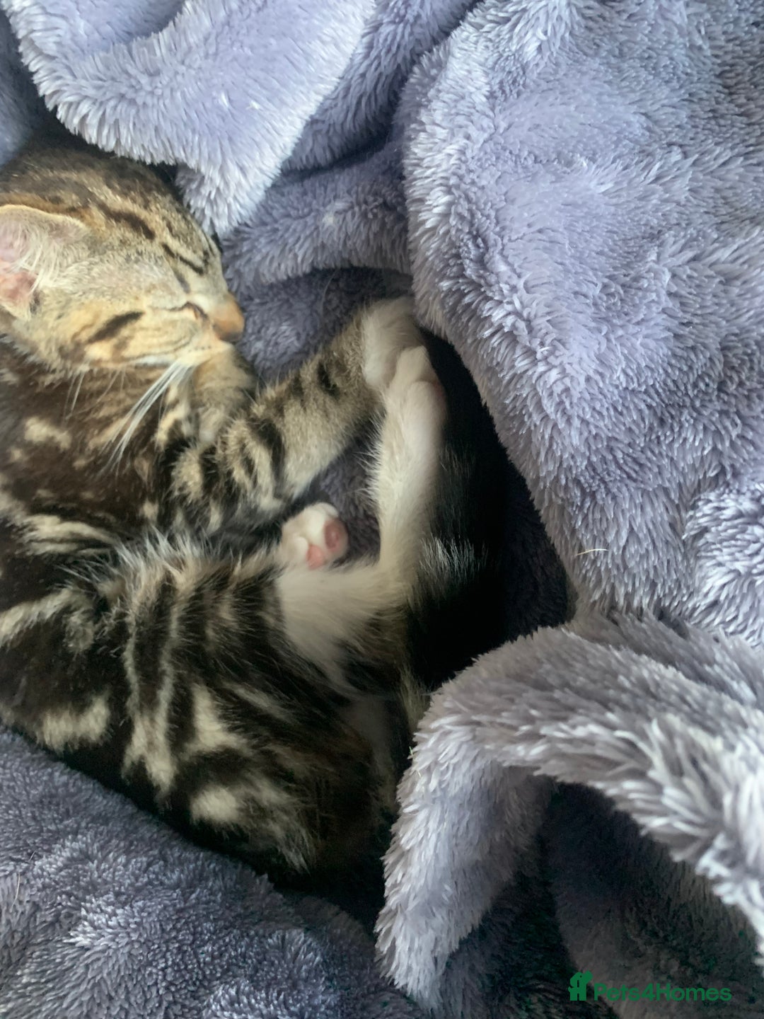 Mixed Breed cats for sale: Two gorgeous girls - Advert 11