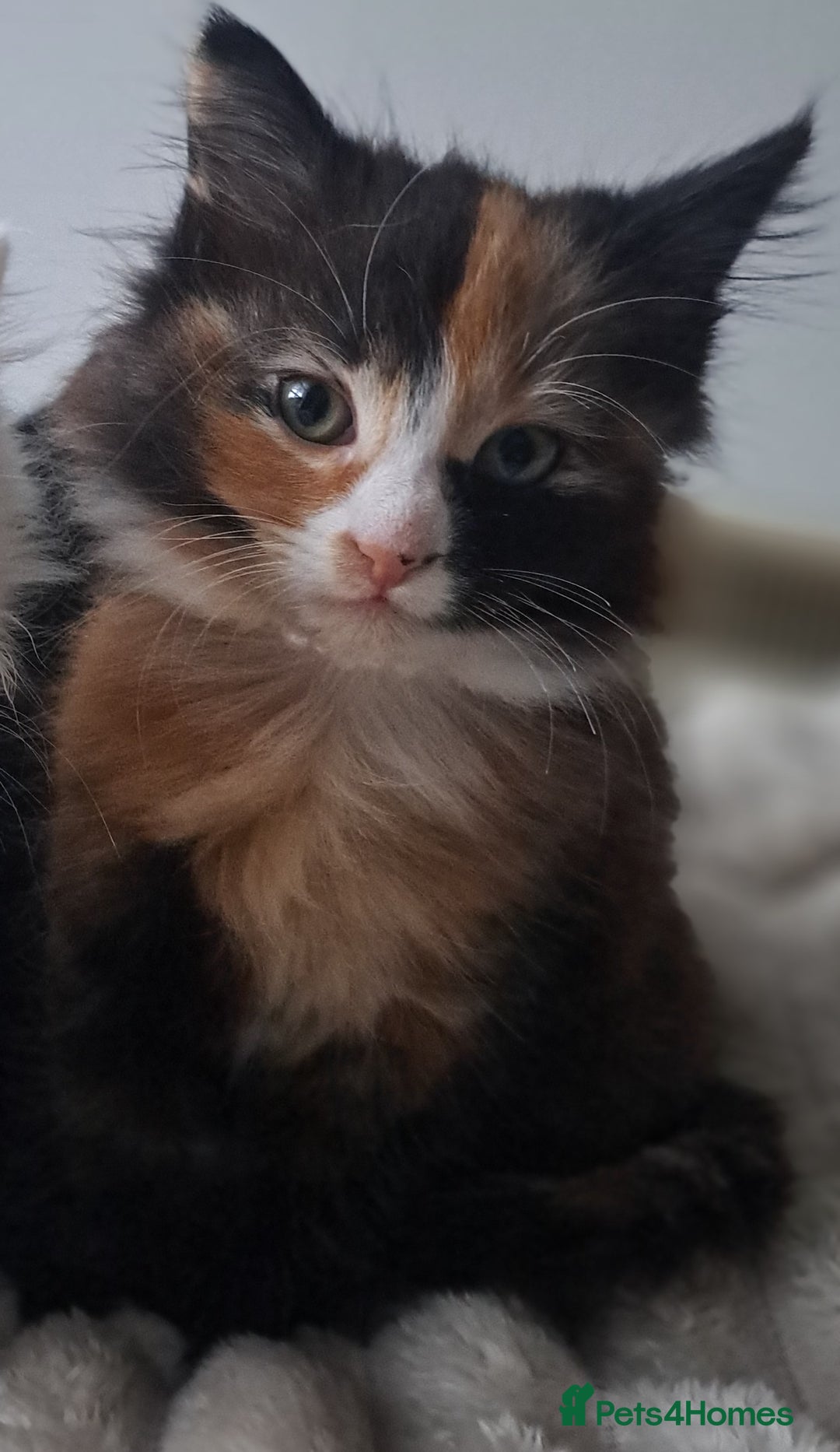 Mixed Breed cats for sale: Girl cat looking for a home - Advert 1