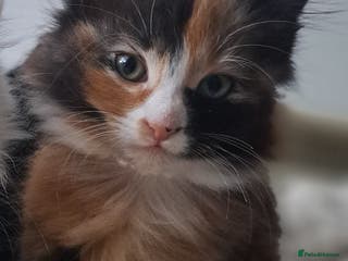 Mixed Breed cats Girl cat looking for a home - Advert 3