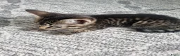 Domestic Shorthair cats for sale: one tabby and one black and white kittens - Advert 5