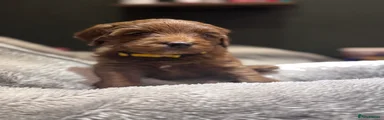 Puppy 5. Yellow