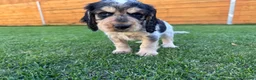 Cocker Spaniel dogs for sale: Beautiful Show CockerSpaniel Babies 🐾🐾🐾  - Advert 10