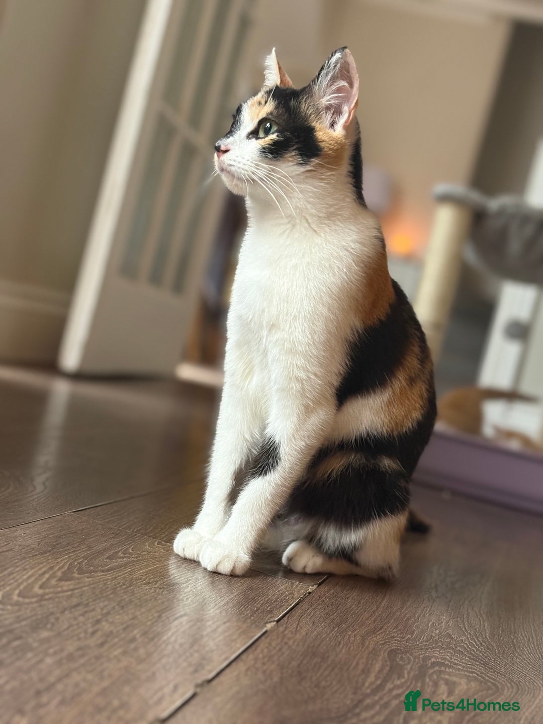 British Longhair cats for sale: Beautiful ginger and white marking kittens - Image 4