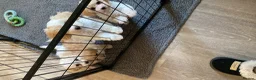Cavapoochon dogs for sale: Cavapoochon puppies with 5 weeks free insurance   - Advert 6