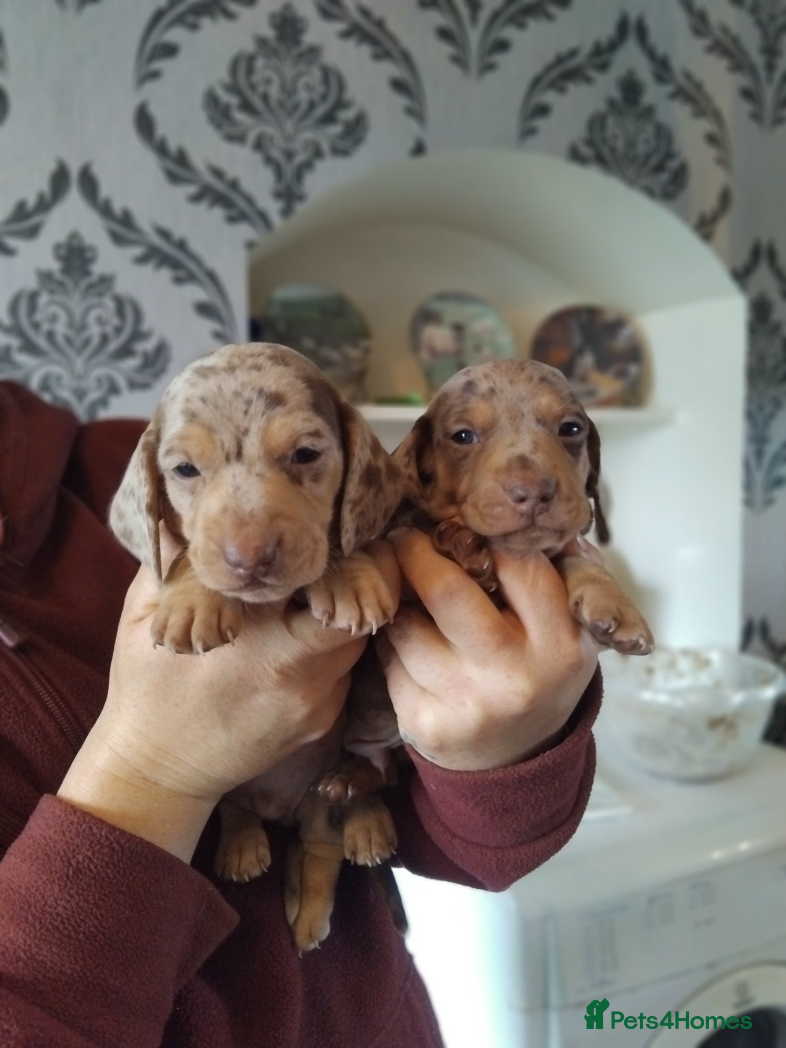 Miniature Dachshund dogs Miniature dachshund  - Advert 1