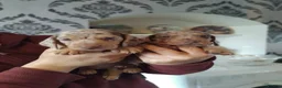 Miniature Dachshund dogs for sale: Miniature dachshund  - Advert 8