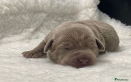 Labrador Retriever dogs for sale: Highest Health Tested Silver Puppies  - Image 10