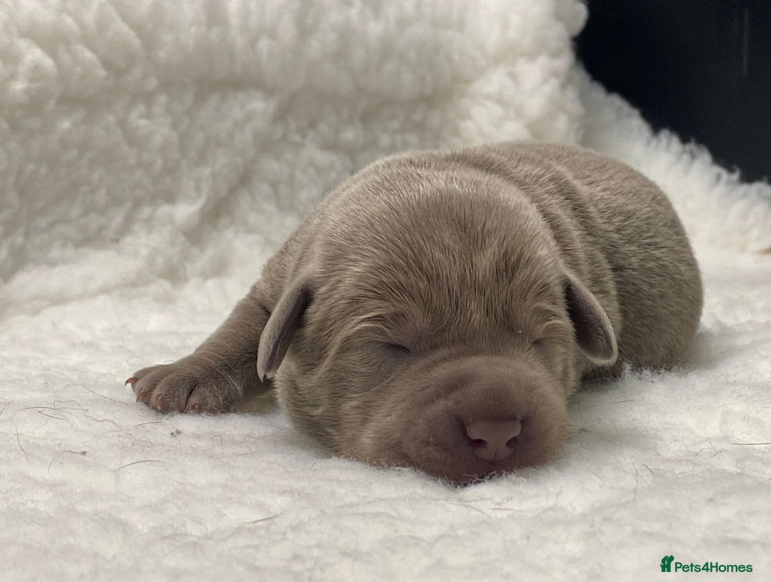 Labrador Retriever dogs for sale: Highest Health Tested Silver Puppies  - Image 10