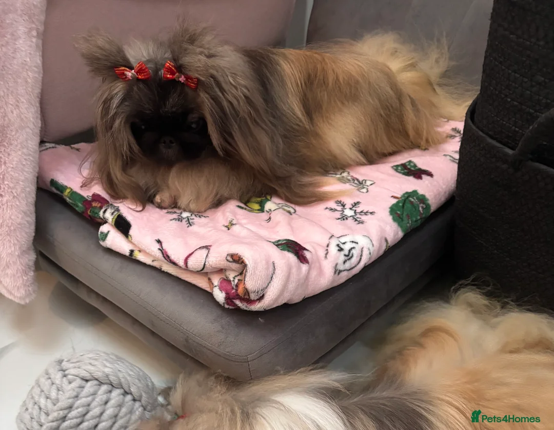 Pekingese dogs for sale: Beautiful Pekingese female sisters - Advert 3