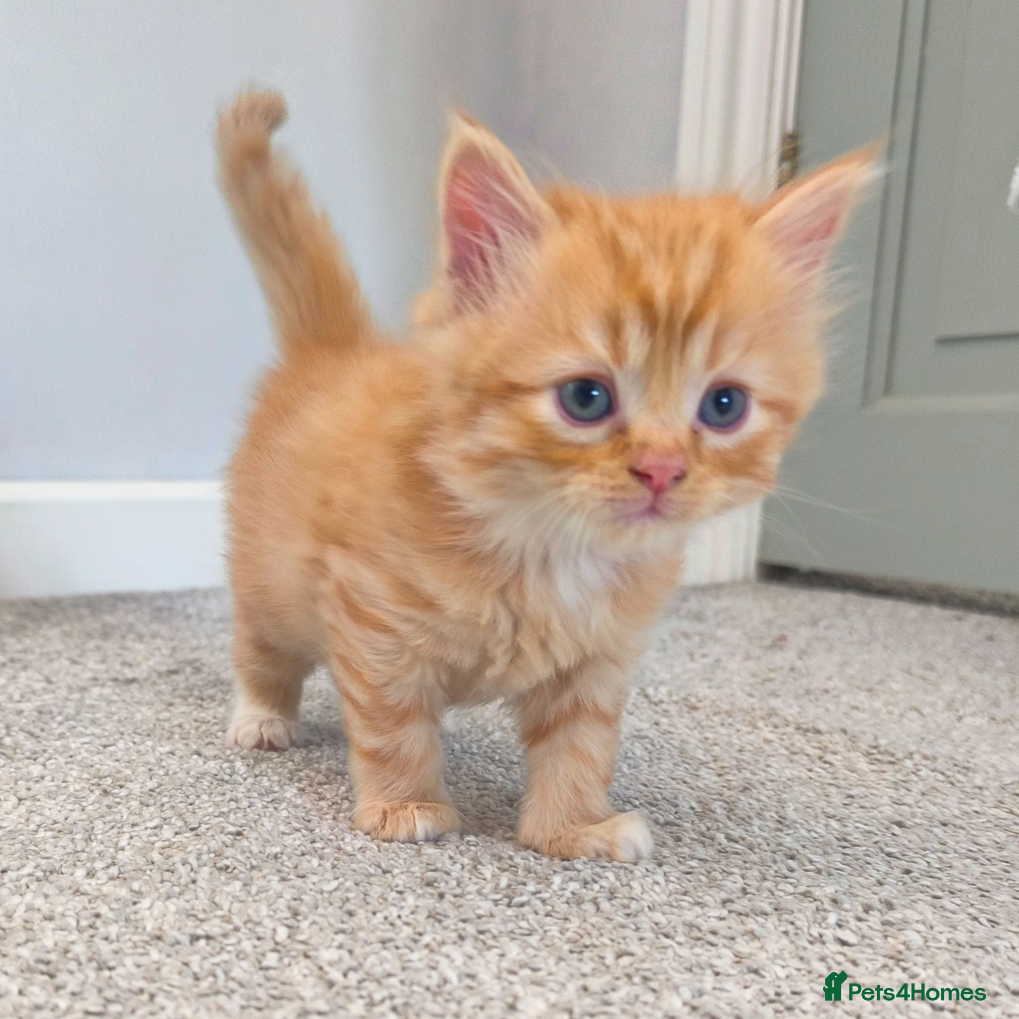Ragdoll cats Persian/ragdoll mix 4 adorable ginger kittens - Advert 7