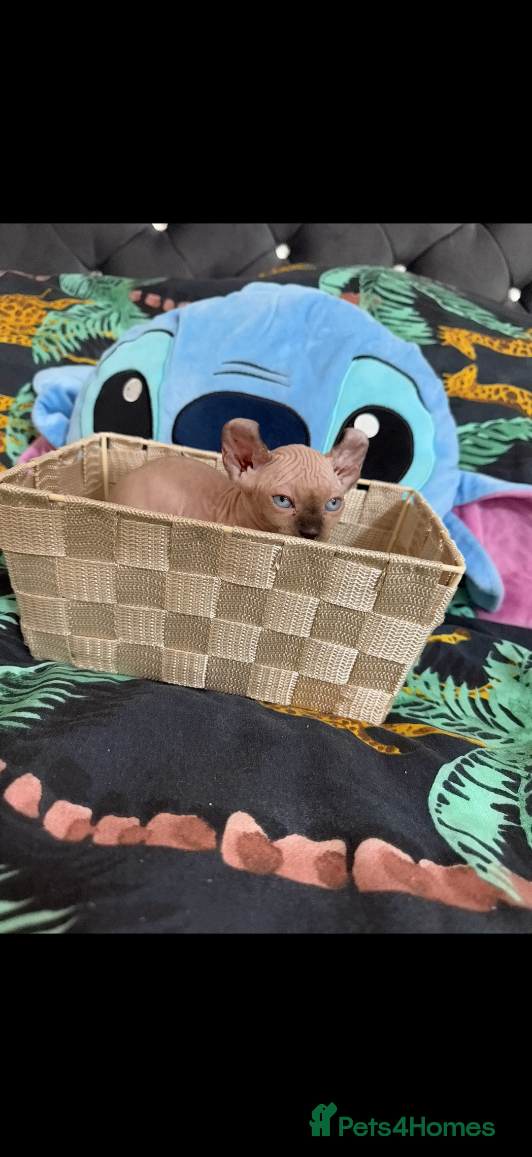 Sphynx cats for sale: Bald, bold elf blue eyes kittens  - Image 29