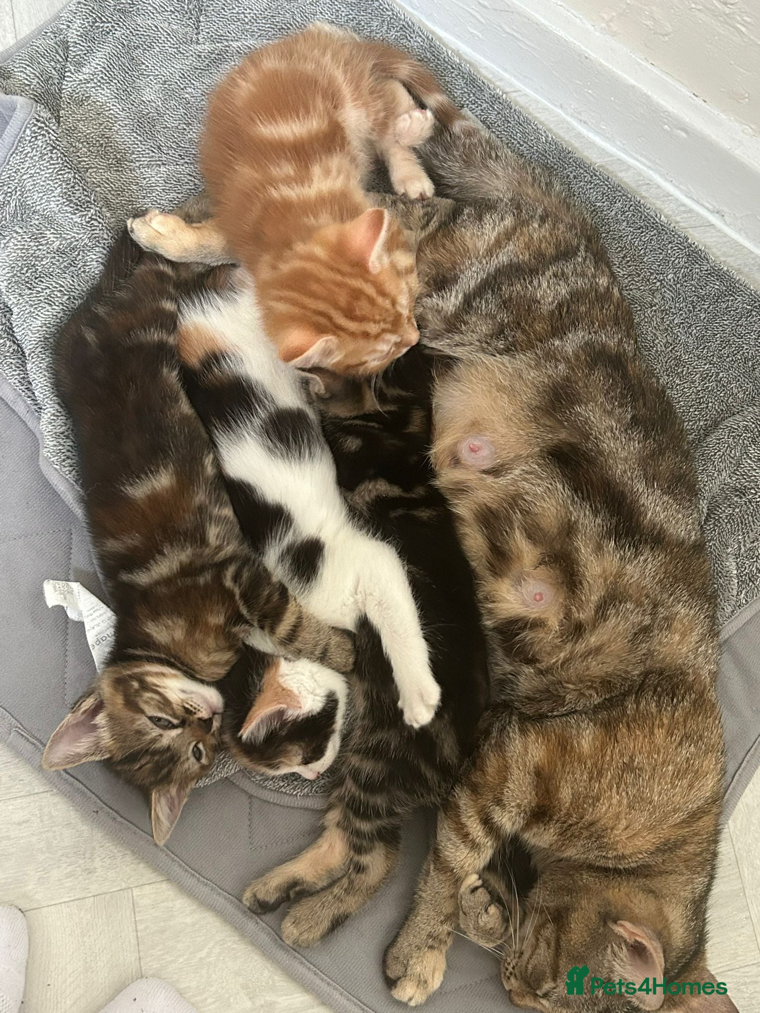 Mixed Breed cats 2 Male Stripy Kitten's - Advert 1