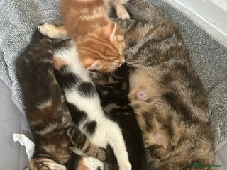 Mixed Breed cats 2 Male Stripy Kitten's - Advert 1