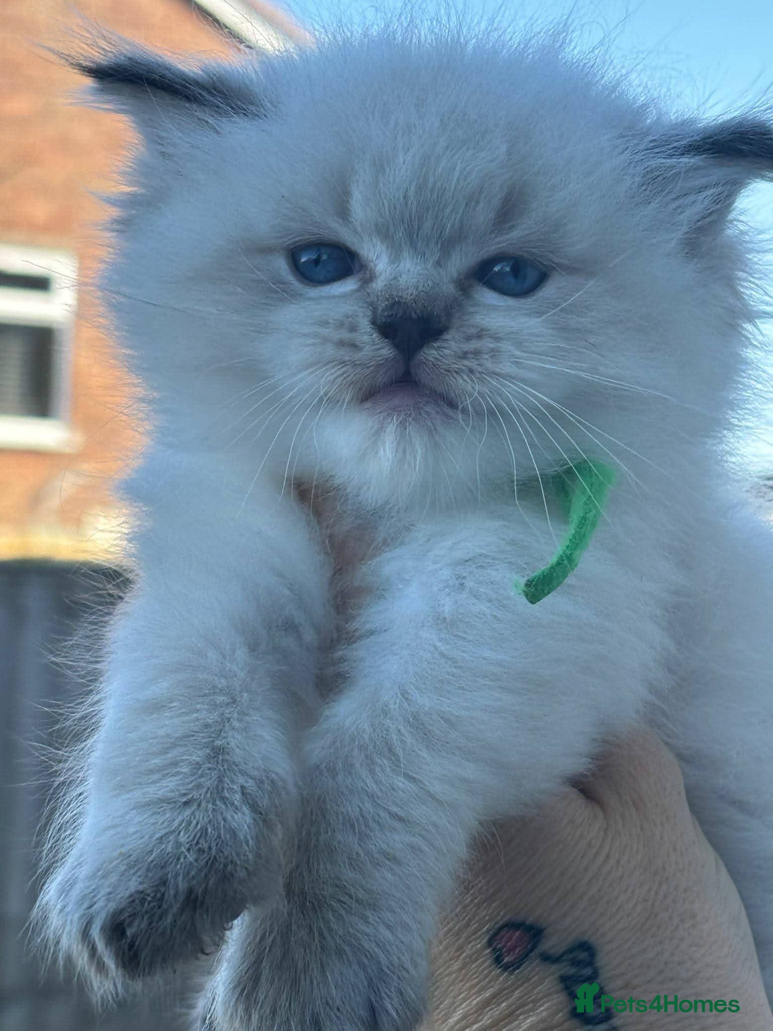 Ragdoll cats 🐾 TICA Beautiful Ragdoll Kittens - Last Boy 🐾 - Advert 5