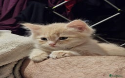 Mixed Breed cats for sale: Fluffy Cream BSH Mixed Breed Male Kitten - Image 1