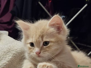 Mixed Breed cats for sale - Advert 1