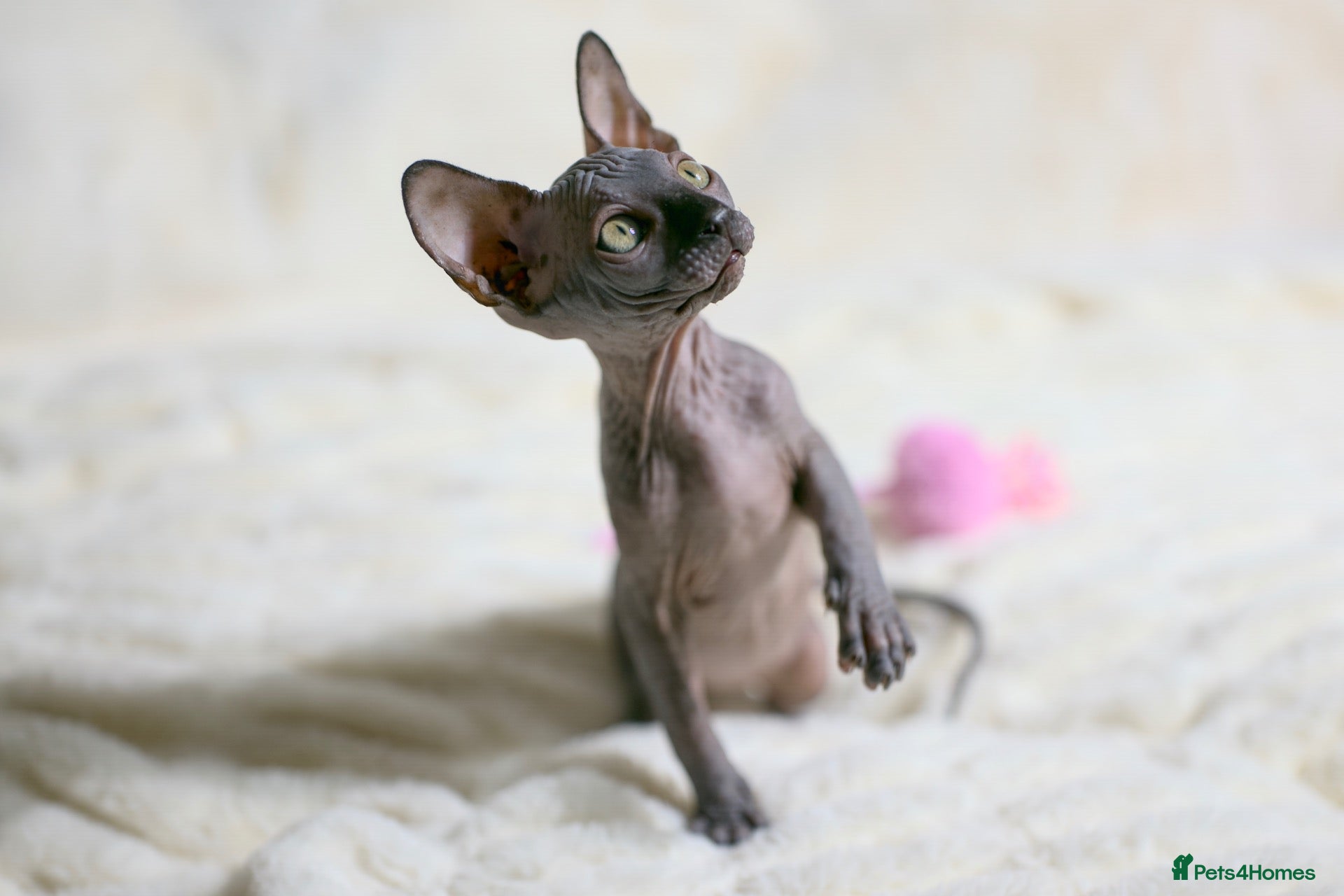 Sphynx cats Sphynx Kittens - Advert 12