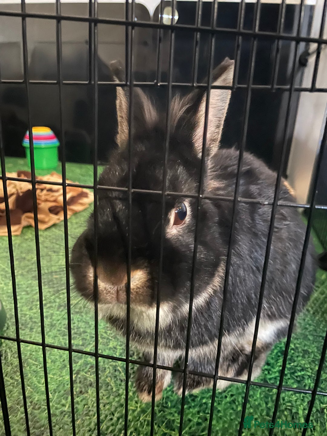 Lionhead rabbits for sale: Male neutered rabbit for sale - Image 2