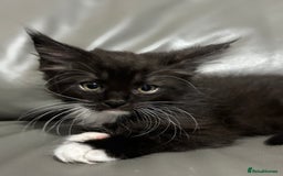 Maine Coon cats for sale: Super fluffy gorgeous Maine coon /Ragdoll kittens  - Image 6