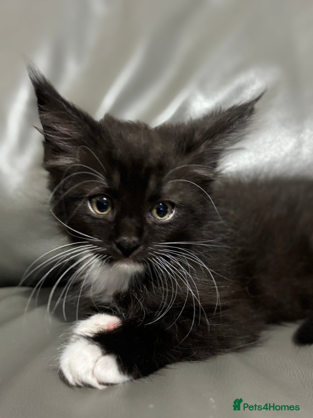 Maine Coon cats for sale: Super fluffy gorgeous Maine coon /Ragdoll kittens  - Image 6