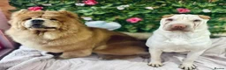 Shar Pei dogs for sale: Shar-pei in Washington - Advert 11