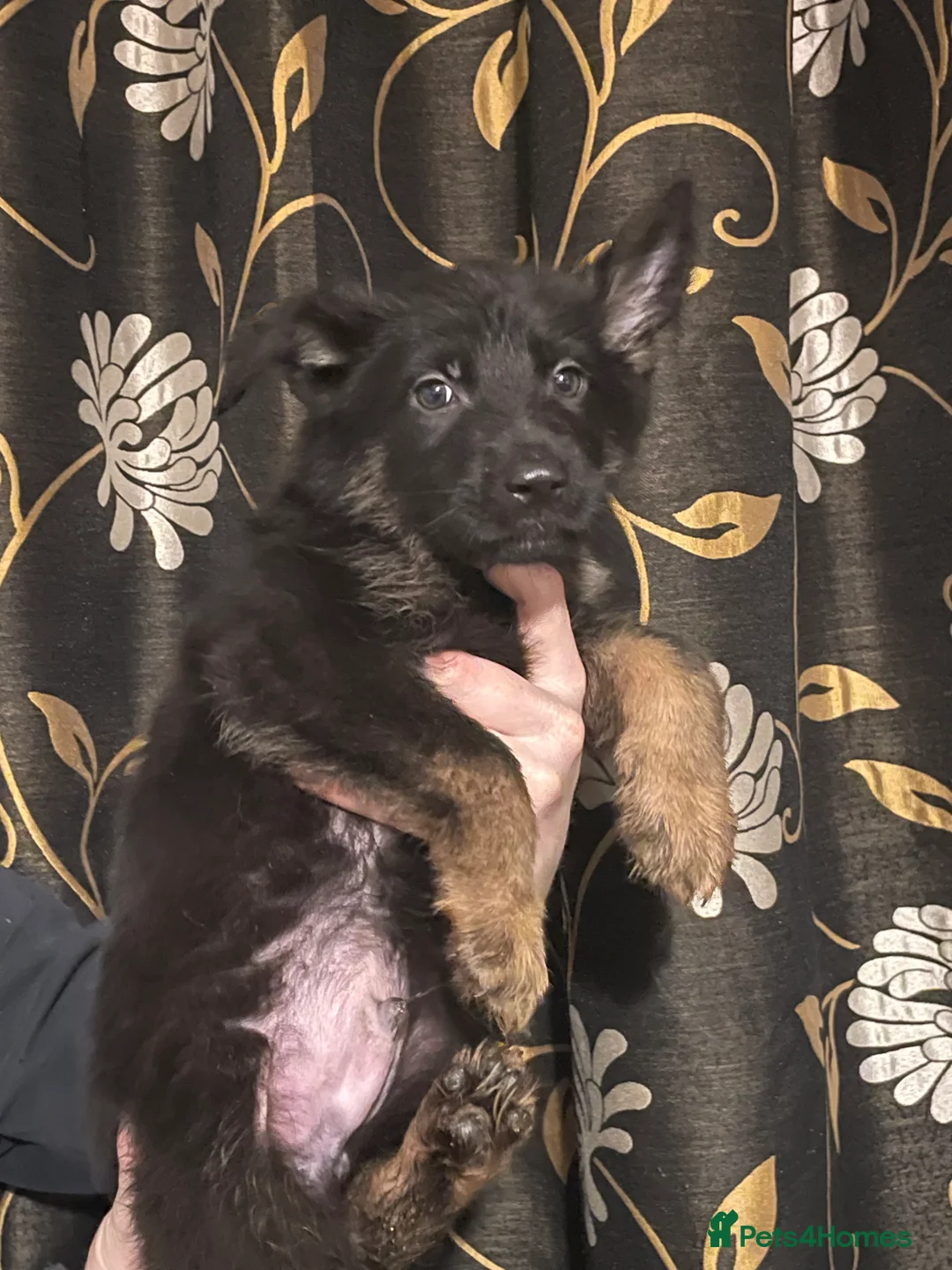 German Shepherd dogs for sale: German shepherd puppies ready now  in Sheffield - Advert 5